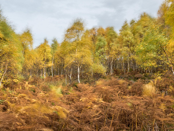 Wood Wind