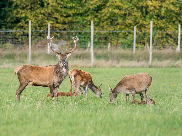 20171009-Strathconon-EM525497
