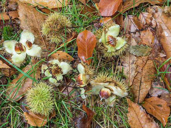 Eskadale Autumn