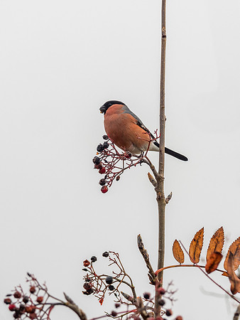 Bullfinch (Pyrrhula pyrrhula)