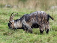 Wild/Feral Goat (Capra aegagrus hircus)