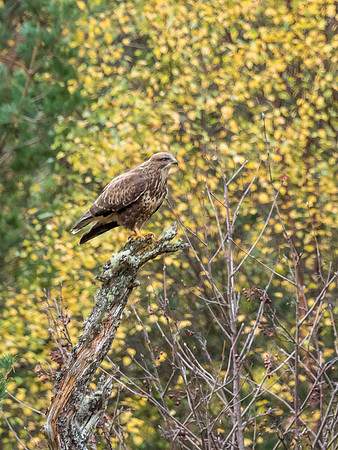 Common Buzzard (Buteo buteo)