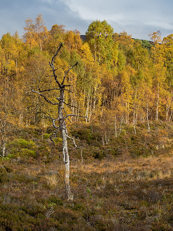 Affric Autumn