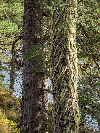 Affric Autumn