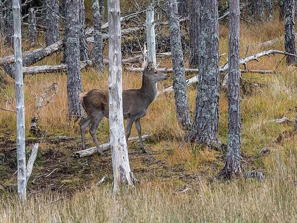 Strathconon Red Deer