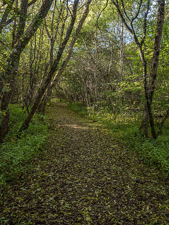 Urquhart Bay Wood