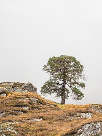 Murky Mullardoch