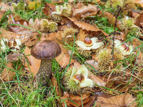 Eskadale Autumn