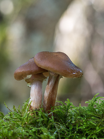 Urquhart Bay Wood