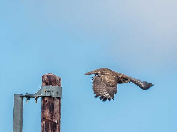 Common Buzzard (Buteo buteo)