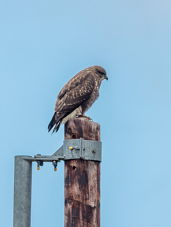 Common Buzzard (Buteo buteo)