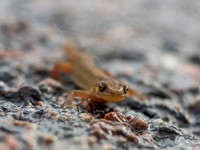 Common newt (Lissotriton vulgaris)