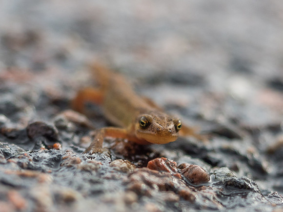 Common newt (Lissotriton vulgaris)