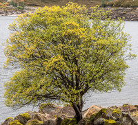 Murky Mullardoch