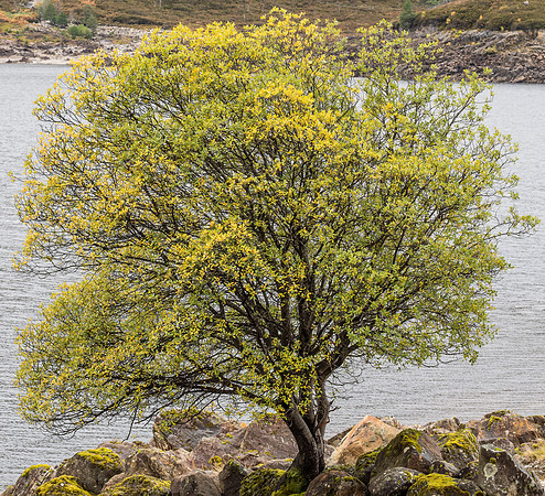 Murky Mullardoch