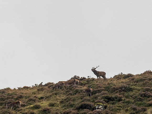 Strathconon Red Deer