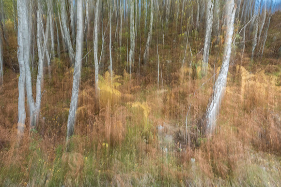 ICM
