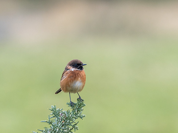 Male Stonechat (Saxicola torquata)