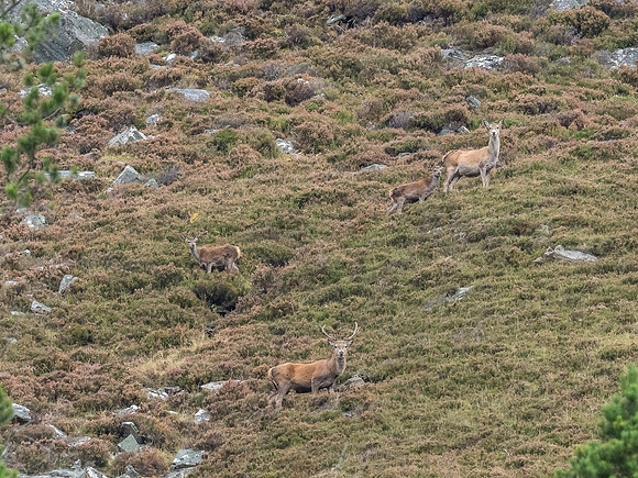 Strathconon Red Deer