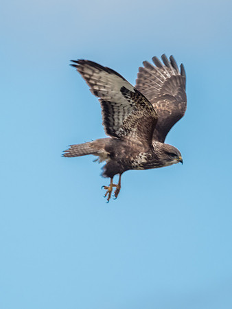 Common Buzzard (Buteo buteo)
