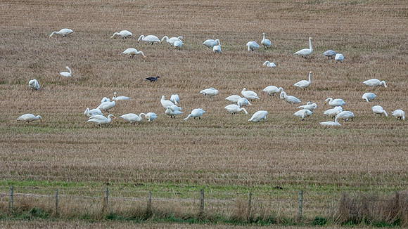 A Goose Swanning Around