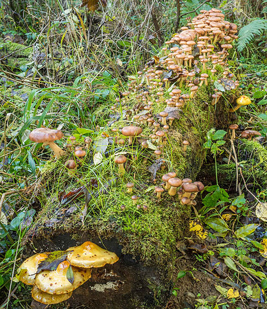 Urquhart Bay Wood