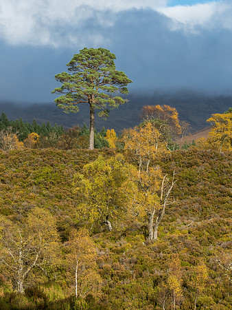 Affric Autumn