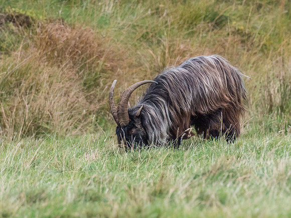 Wild/Feral Goat (Capra aegagrus hircus)