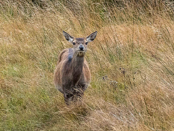 Female Red Deer (Cervus elaphus)