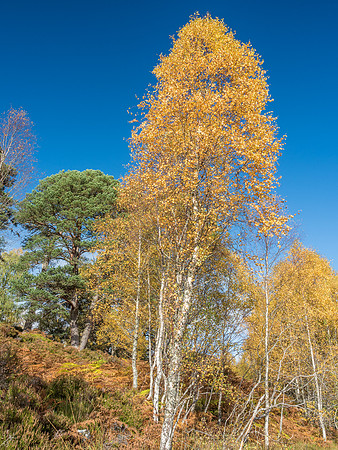 Affric Autumn