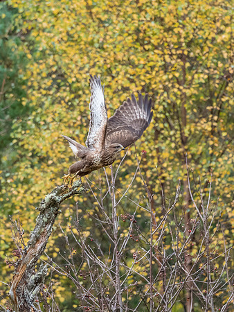 Common Buzzard (Buteo buteo)