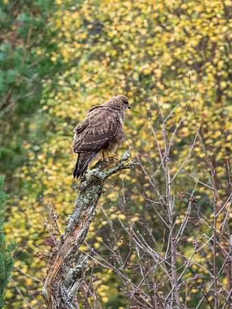 Common Buzzard (Buteo buteo)