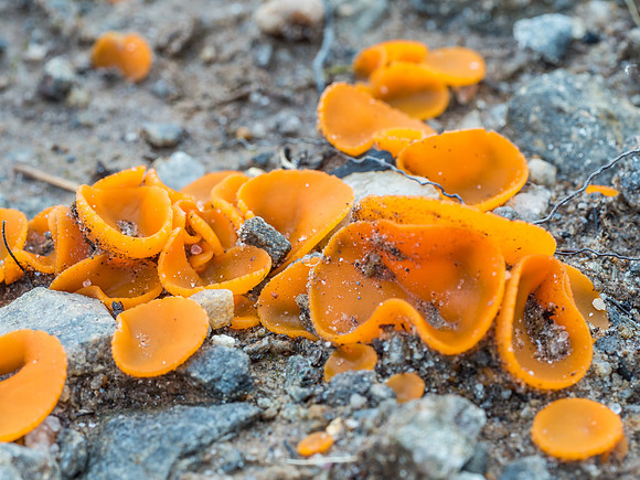 Orange Peel Fungus (Aleuria aurantia)