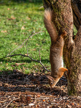 Red Squirrel (Sciurus vulgaris)