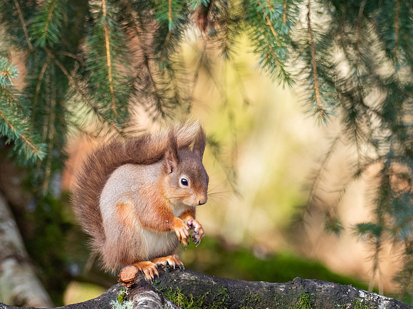 Red Squirrel (Sciurus vulgaris)