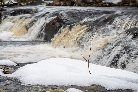Sapling
