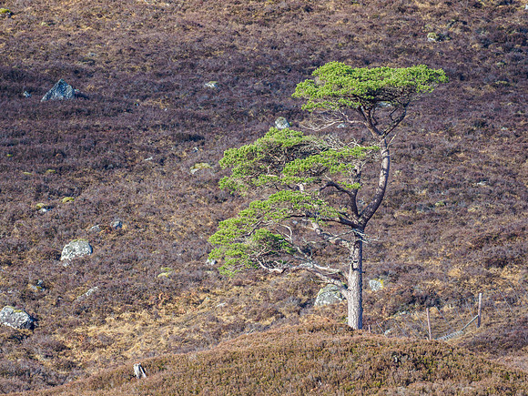 20210228-Glen Cannich-EM128352