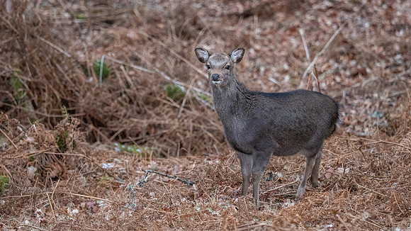 Sika Deer (Cervus nippon)