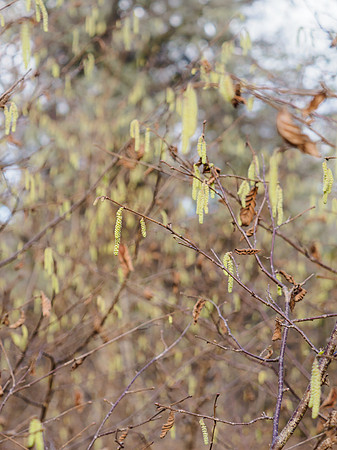20210225-Garden Bird-EM128188