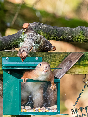 Red Squirrel (Sciurus vulgaris)