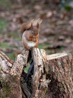 Red Squirrel (Sciurus vulgaris)