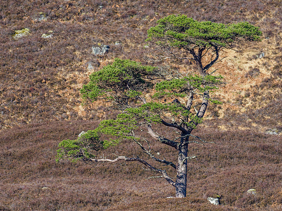 20210228-Glen Cannich-EM128371