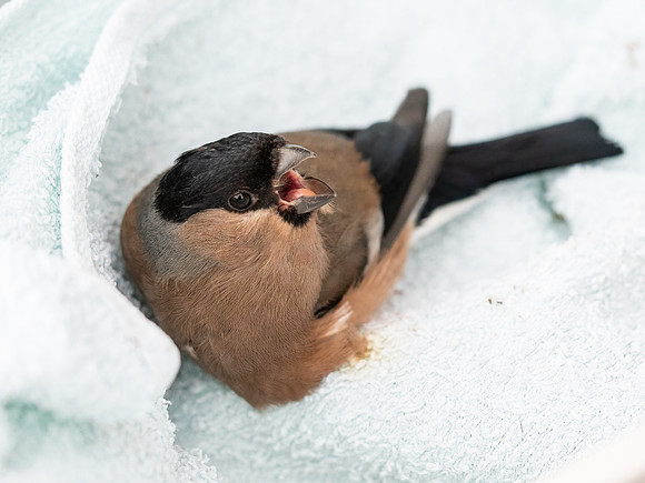 Feisty Bullfinch (Pyrrhula pyrrhula)