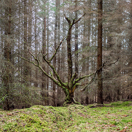 Archie's Tree
