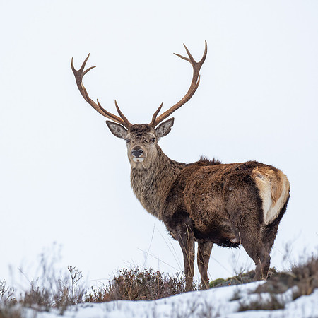Red Deer (Cervus elephus)