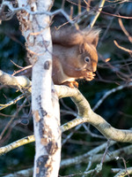 20210211-Red Squirrel-EM126850-Edit