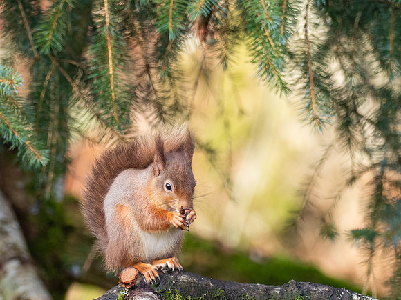 Red Squirrel (Sciurus vulgaris)