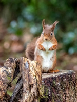 Red Squirrel (