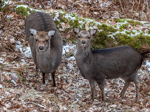 Sika Deer (Cervus nippon)