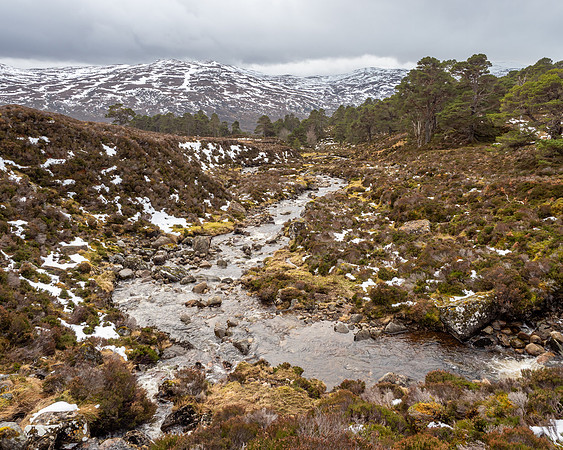 Liatrie Burn